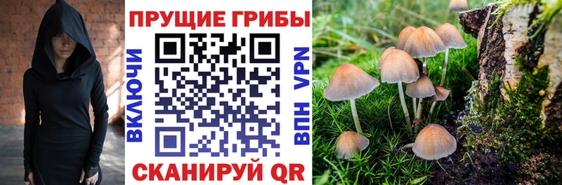купить наркотик KRAKEN ССЫЛКА Псилоцибиновые грибы мухоморы Шахунья